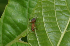 Camponotus rectangularis