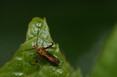 Heliodinidae