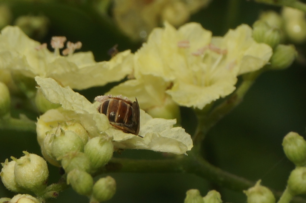 Lutescent Metallic-Furrow Bee