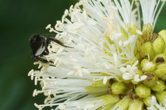 Frieseomelitta nigra