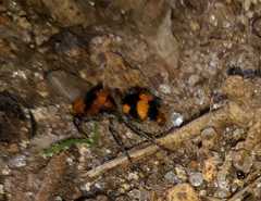 Dasymutilla munifica