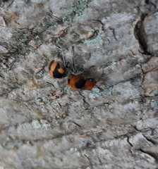 Dasymutilla munifica