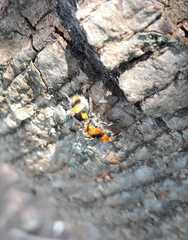 Dasymutilla munifica