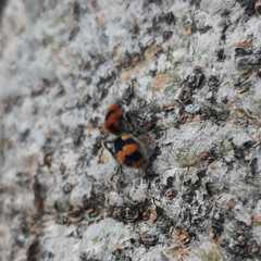 Dasymutilla munifica