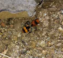 Dasymutilla munifica