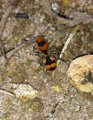 Dasymutilla munifica