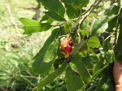 Casearia dolichophylla