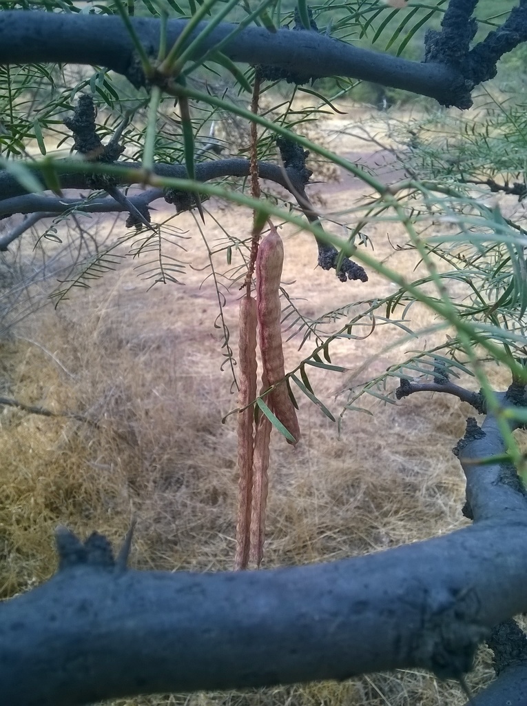 Prosopis alpataco Phil. 2