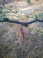 Prosopis alpataco