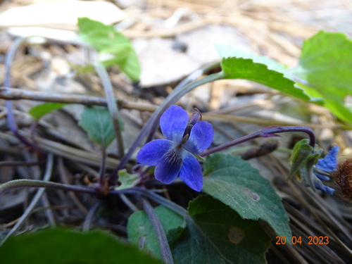 Image of Viola umbraticola by (c) Abraham Sánchez Romero, some rights reserved (CC BY)