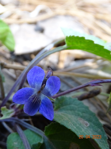 Image of Viola umbraticola by (c) Abraham Sánchez Romero, some rights reserved (CC BY)