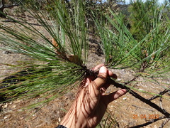 Pinus durangensis, photograph (c) Abraham Sánchez Romero, some rights reserved (CC BY)