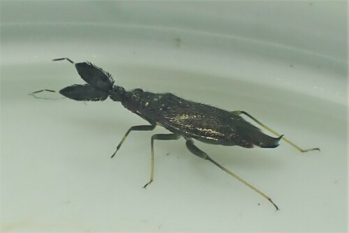 Heterotoma diversipes