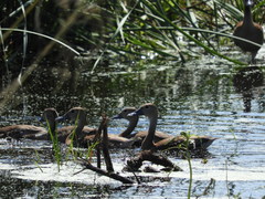 Dendrocygna