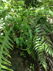 Peperomia urvilleana