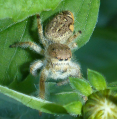 Paraphidippus fartilis