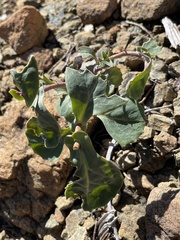 Streptanthus morrisonii