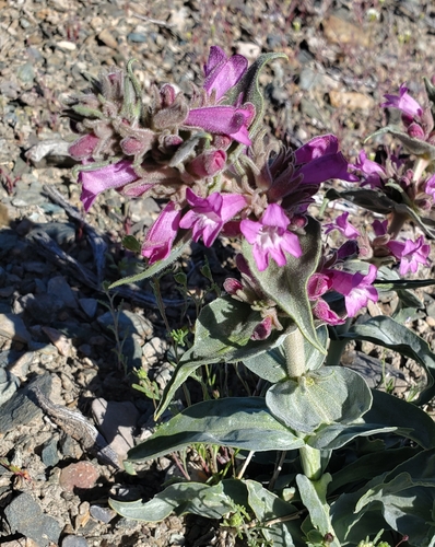 Image of Penstemon monoensis by (c) Laura Gaudette, some rights reserved (CC BY)
