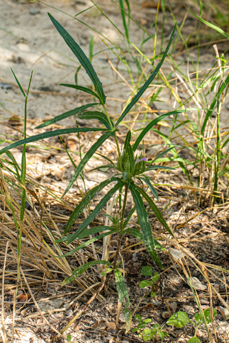 Blepharis leendertziae image