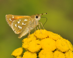 Hesperia comma laurentina