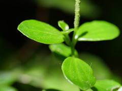 Peperomia urvilleana