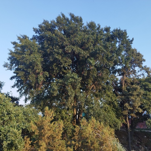 Quercus grahamii