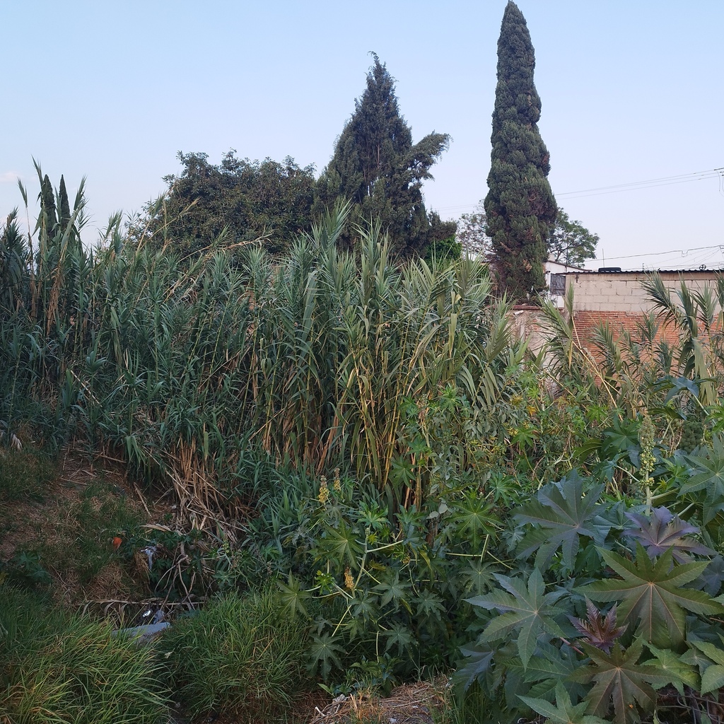 Mexican Reeds giant reed from Puebla, Puebla, Mexico on April 30, 2023 at 06:08 PM by ...