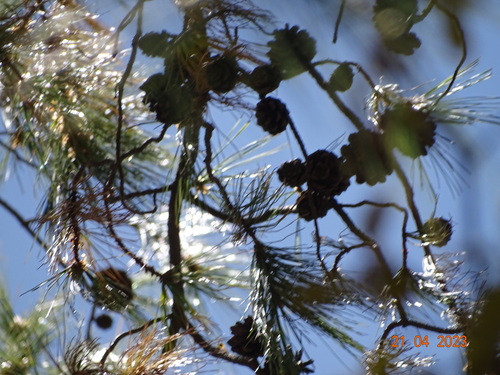 Image of Pinus yecorensis by (c) Abraham Sánchez Romero, some rights reserved (CC BY)