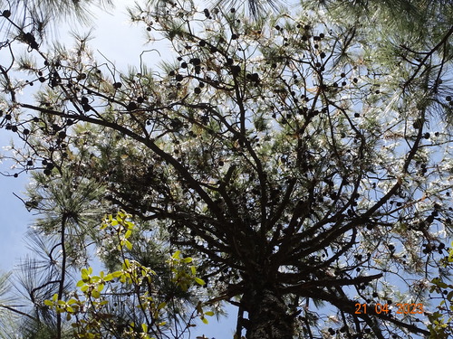 Image of Pinus yecorensis by (c) Abraham Sánchez Romero, some rights reserved (CC BY)