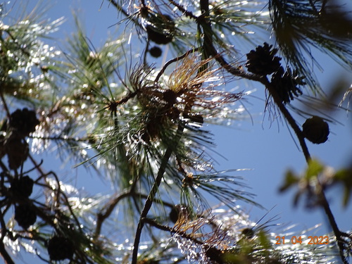 Image of Pinus yecorensis by (c) Abraham Sánchez Romero, some rights reserved (CC BY)