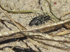 Cicindela ocellata rectilatera