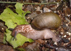 Karaftohelix gainesi