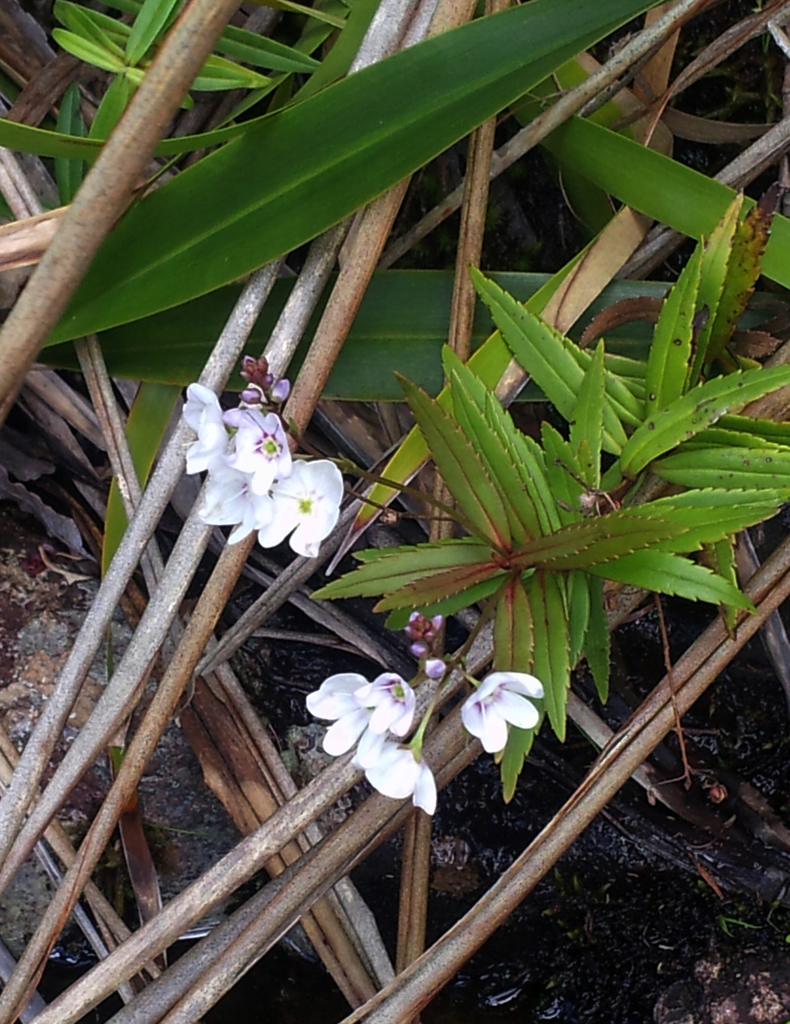 Veronica lanceolata