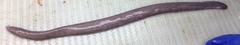 Girard's Hagfish photo 2