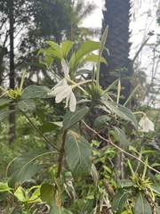 Image of Leptactina senegambica