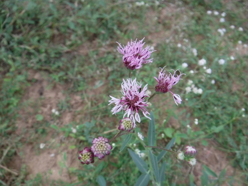 Image of Palafoxia texana by (c) Eric Knight, some rights reserved (CC BY)