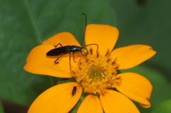 Ischnocnemis caerulescens