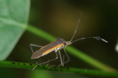 Plapigus circumcinctus