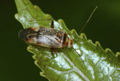 Diomocoris