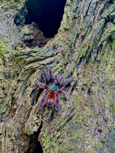 Caribena versicolor