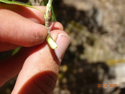 Image of Garrya laurifolia by (c) Abraham Sánchez Romero, some rights reserved (CC BY)