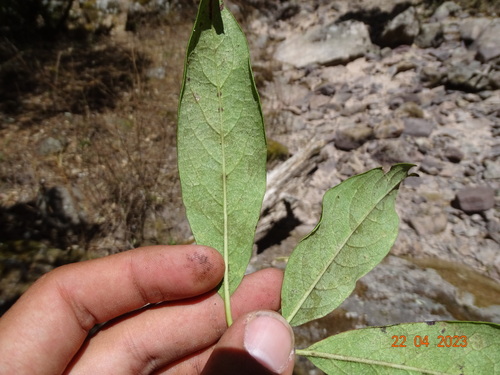 Image of Garrya laurifolia by (c) Abraham Sánchez Romero, some rights reserved (CC BY)