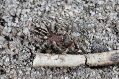 Rhytidoponera tasmaniensis