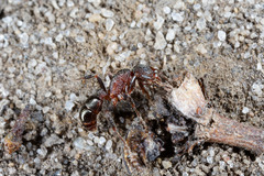 Rhytidoponera tasmaniensis