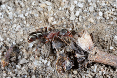 Rhytidoponera tasmaniensis