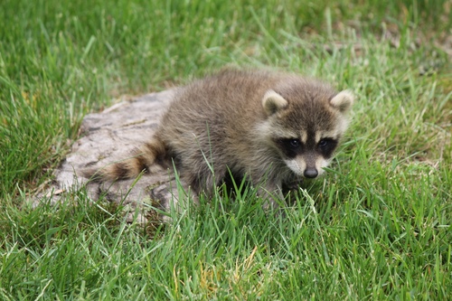 Eastern Raccoon photographed in Maine
