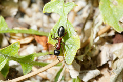 Camponotus innexus