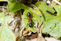 Camponotus innexus