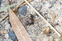Camponotus innexus