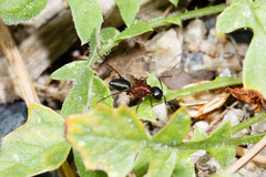 Camponotus innexus